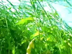 चश्मे सेक्सी वीडियो फुल मूवी के साथ एक एशियाई फूहड़ का एक बुरा दिन